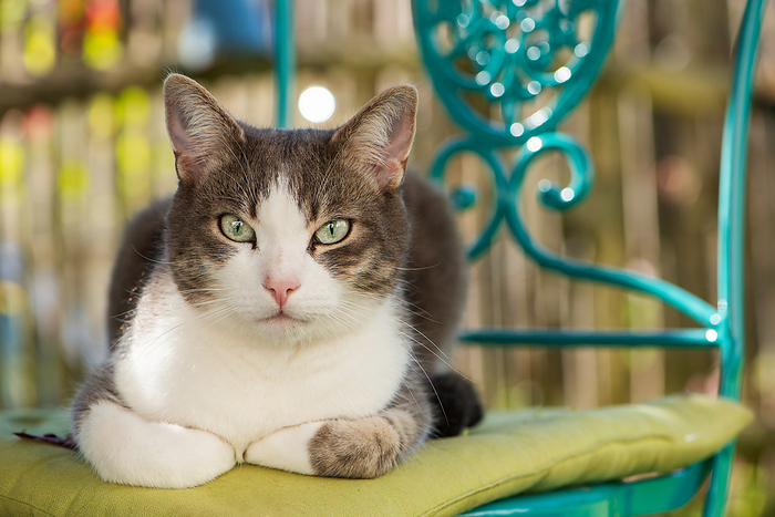 Cute tabby cat lying on a garden chair Cute tabby cat lying on a garden chair, by Zoonar Judith Kiener