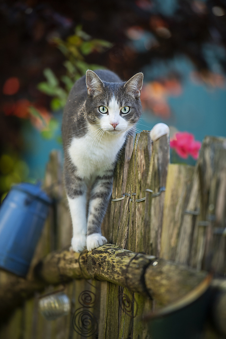 Young tabby cat on a garden fence Young tabby cat on a garden fence, by Zoonar Judith Kiener