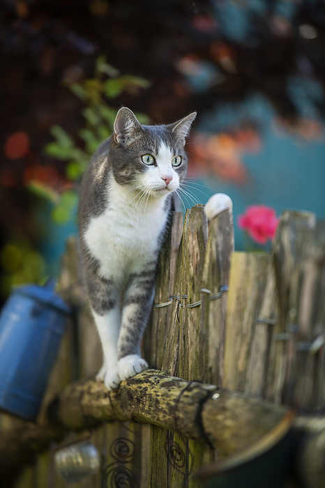 Young tabby cat on a garden fence Young tabby cat on a garden fence, by Zoonar Judith Kiener