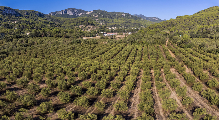 olive groves of Son Quint aerial view olive groves of Son Quint aerial view, by Zoonar Bartomeu Bala
