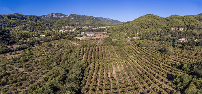 olive groves of Son Quint aerial view olive groves of Son Quint aerial view, by Zoonar Bartomeu Bala