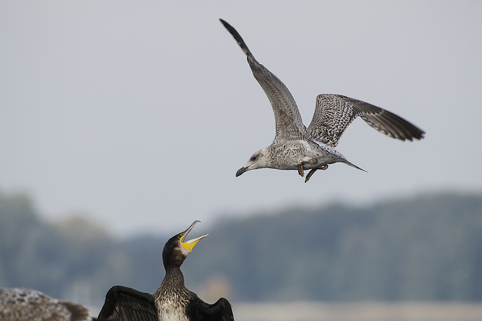 Young herring gull arguing with a cormorant Young herring gull arguing with a cormorant, by Zoonar KARIN JAEHNE