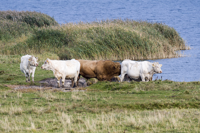 Uckermark cattle on the pasture Uckermark cattle on the pasture, by Zoonar KARIN JAEHNE
