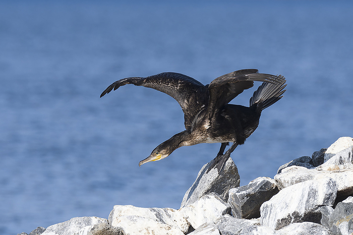 Great cormorant Great cormorant, by Zoonar KARIN JAEHNE