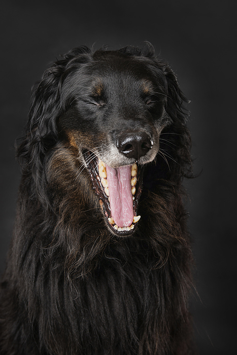 Hovawart dog sitting on black background and yawns Hovawart dog sitting on black background and yawns, by Zoonar DoraZett Foto