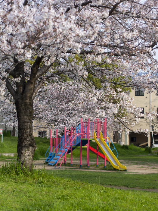 Park scenery with cherry blossoms in full bloom