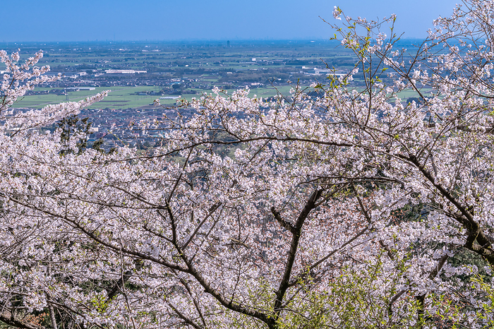 Taheizan Prefectural Natural Park with blooming cherry blossoms Tochigi Pref.