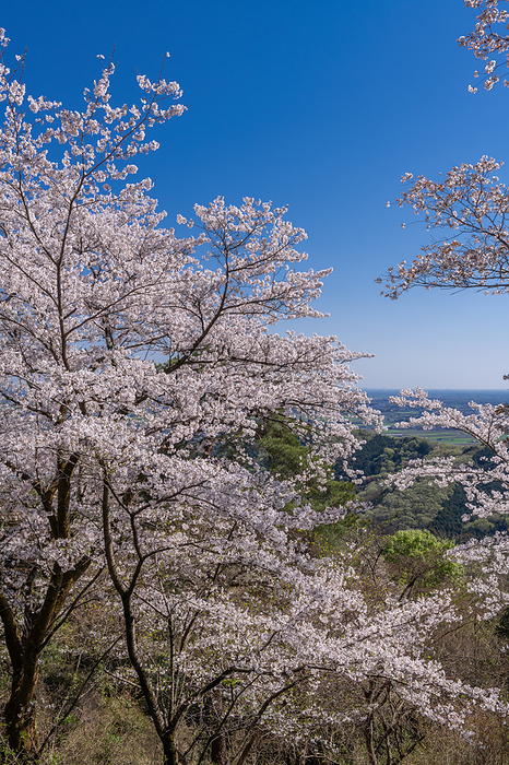 Taheizan Prefectural Natural Park with blooming cherry blossoms Tochigi Pref.