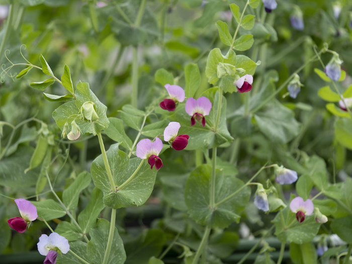 Snap pea flowers in the vegetable garden