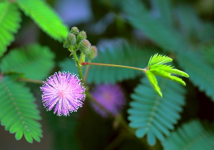 Osigiso Flower, bud and leaf