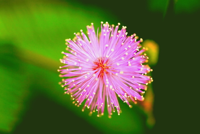 Osigiso flower