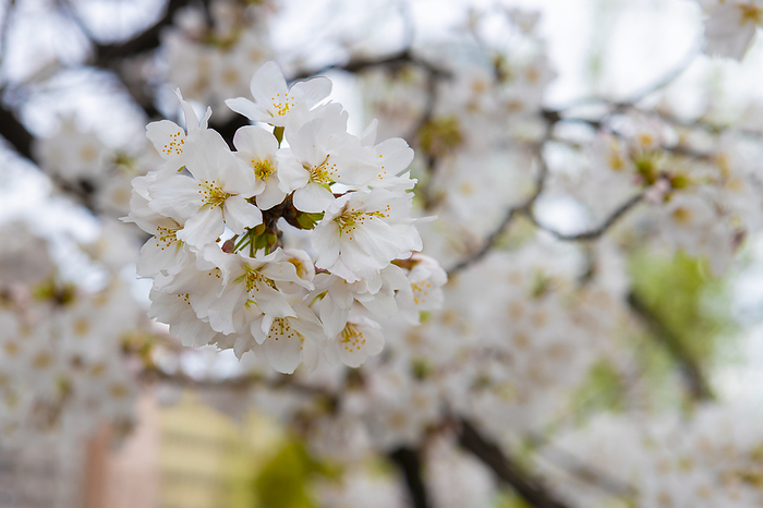 Yoshino cherry tree Shinobazunoike Pond Cherry blossoms