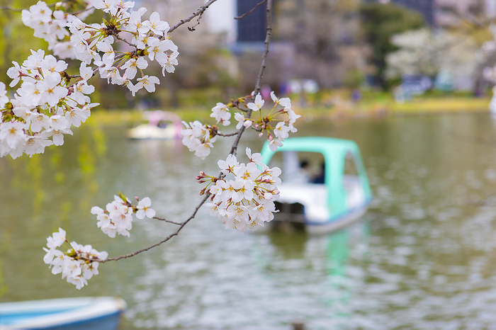 Someiyoshino Boat Pond Image Shinobazunoike Pond Cherry blossoms