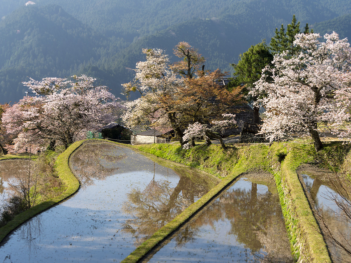 Beautiful terraced rice field scenery with blooming cherry blossoms
