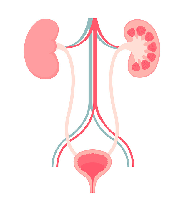 Structure of the urinary system Vector illustration