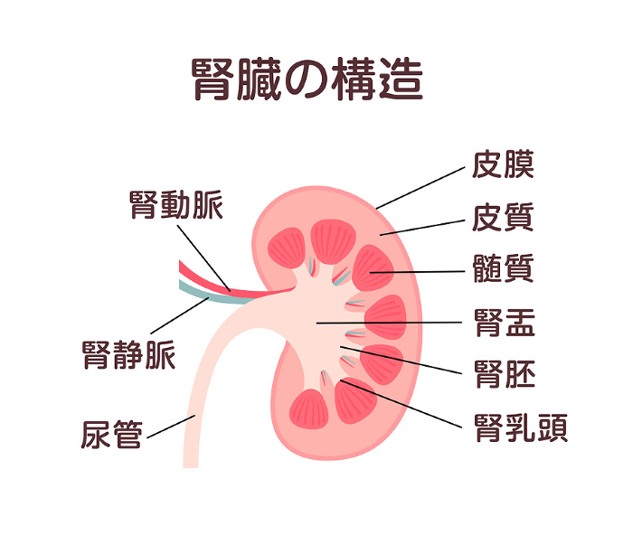 Kidney structure Vector illustration