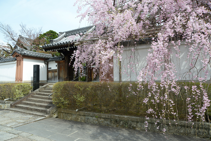 Konkai Komyoji Temple, Seijin temple gate and weeping cherry blossoms in spring Kurodani, Sakyo-ku, Kyoto City