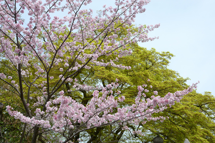 Cherry blossoms and fresh greenery in the grounds of Konkai Komyoji Temple in spring Kurodani, Sakyo-ku, Kyoto