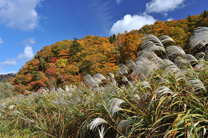 Autumn leaves and silver grass Tsuruoka City, Yamagata Prefecture