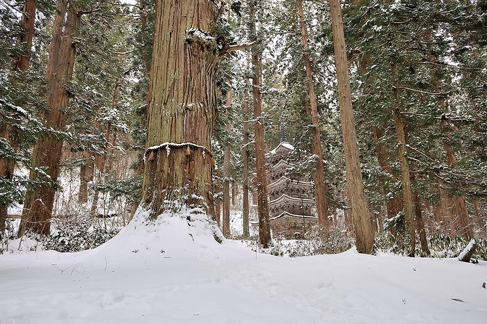 Mt. Hagurosan in winter, with the old cedar tree and five-story pagoda Tsuruoka City, Yamagata Prefecture