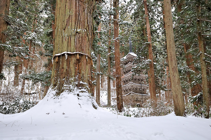 Mt. Hagurosan in winter, with the old cedar tree and five-story pagoda Tsuruoka City, Yamagata Prefecture