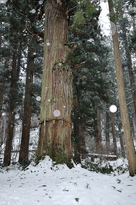 Snowy Mt. Hagurosan, Yeasugi cedar and five-story pagoda, Tsuruoka City, Yamagata Pref.
