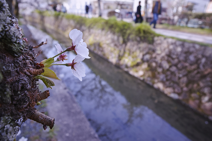 Cherry blossoms on the path of philosophy