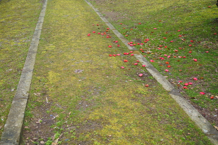 Park boardwalk and fallen camellias