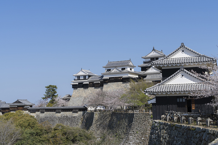 Matsuyama Castle and Cherry Blossoms Ehime
