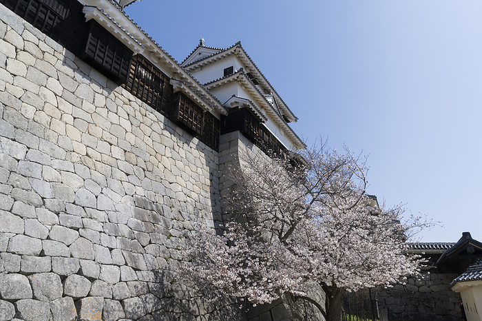 Matsuyama Castle's small castle tower and cherry blossoms Ehime Prefecture
