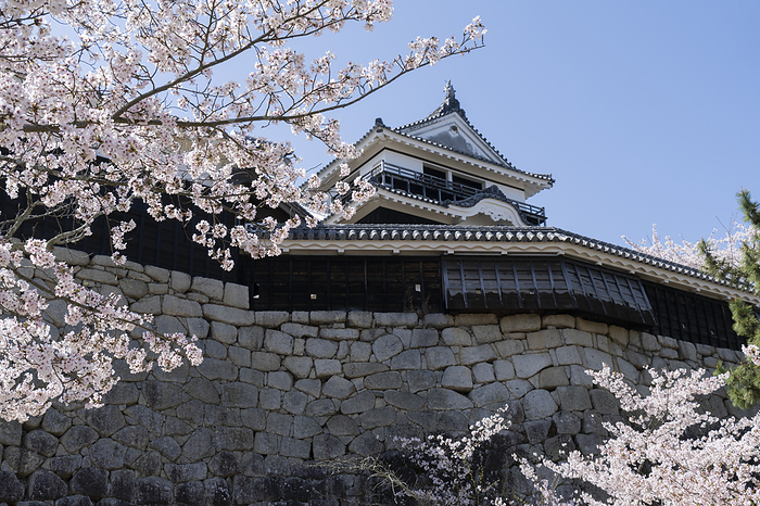 Matsuyama Castle Keep and Cherry Blossoms Ehime Prefecture