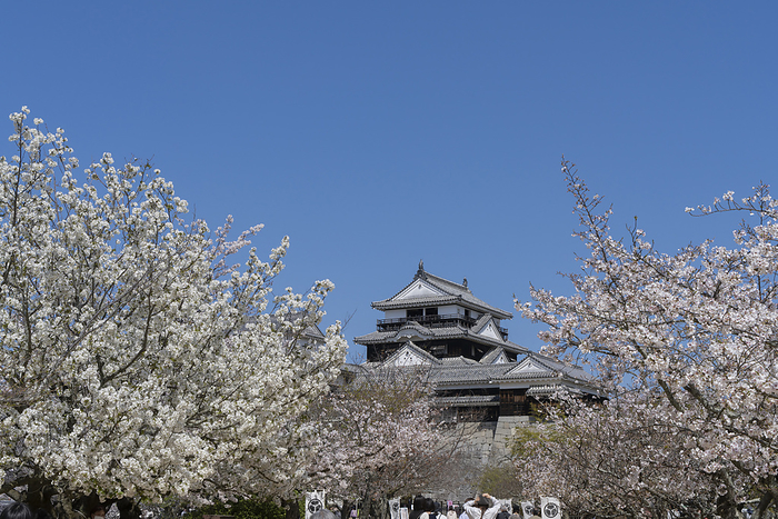 Matsuyama Castle Keep and Cherry Blossoms Ehime Prefecture