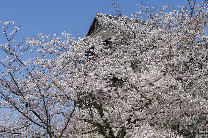 Cherry blossoms at Matsuyama Castle Ehime Pref.