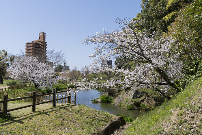 Cherry blossoms at the ruins of Yuzuki Castle, Ehime, Japan