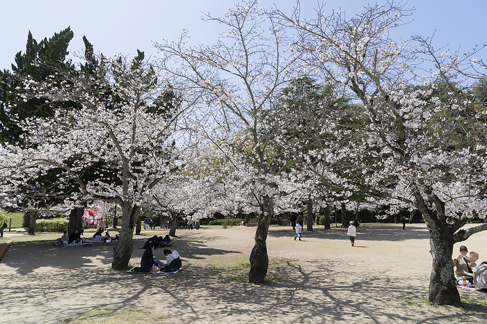 Cherry blossoms in Dogo Park, Ehime, Japan