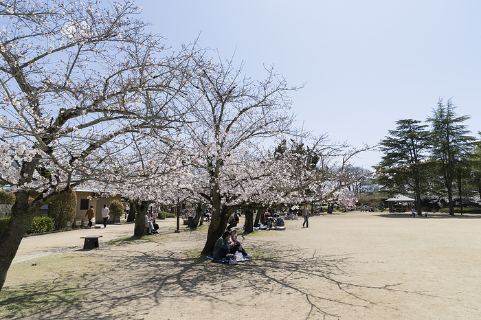 Cherry blossoms in Dogo Park, Ehime, Japan