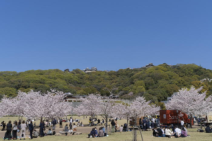 Cherry blossoms at Matsuyama Castle Ehime Pref.