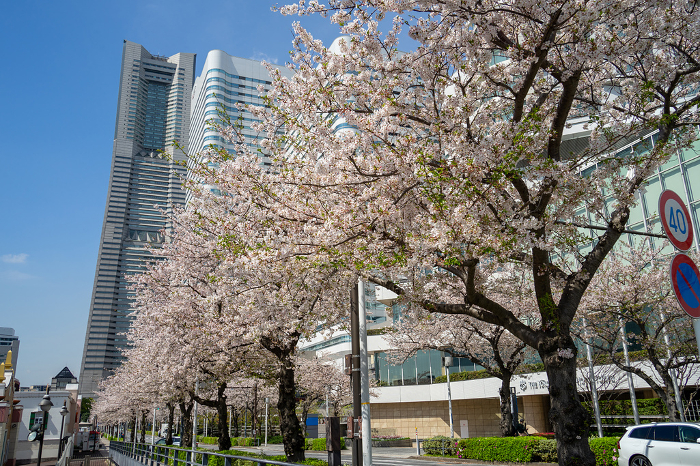 Cherry blossoms in Minato Mirai, Yokohama