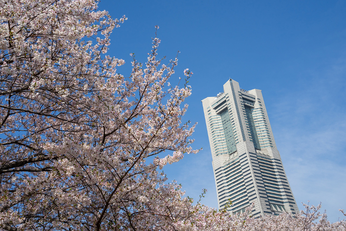 Cherry blossoms in Minato Mirai, Yokohama