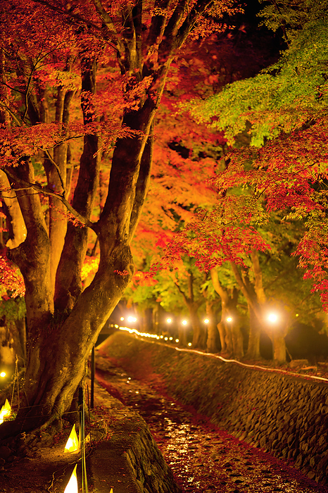 Fuji-Kawaguchiko Autumn Foliage Festival Yamanashi Pref.