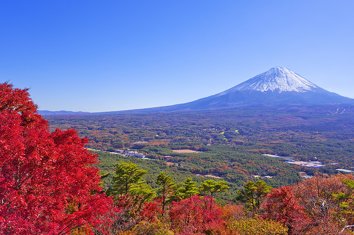 Fuji from Autumn Autumn Leaves Stand, Yamanashi Pref.
