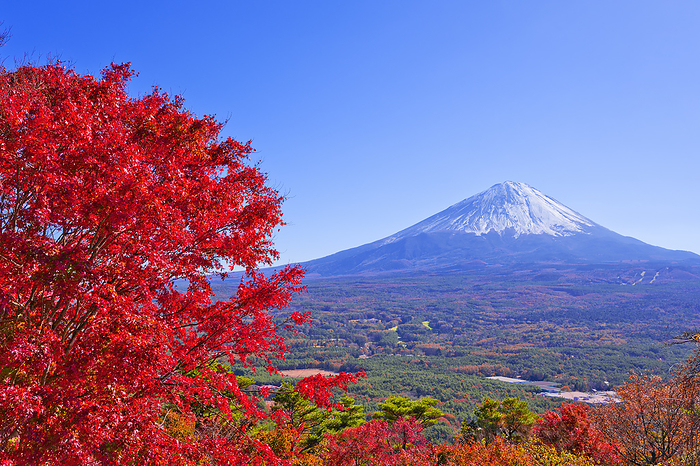 Fuji from Autumn Autumn Leaves Stand, Yamanashi Pref.