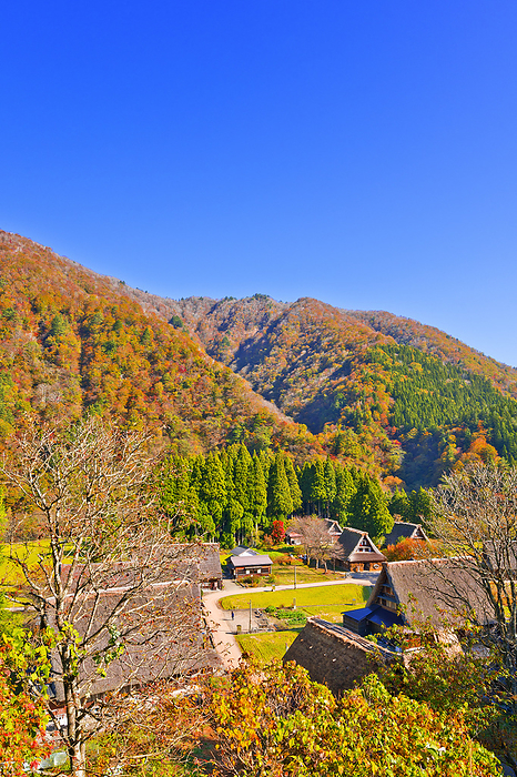 Suganuma Gassho-Zukuri Village in Autumn, Toyama Prefecture