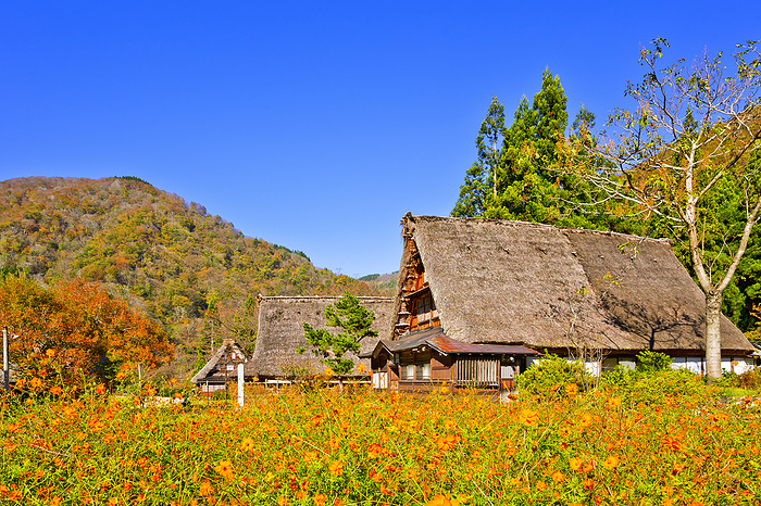 Suganuma Gassho-Zukuri Village in Autumn, Toyama Prefecture