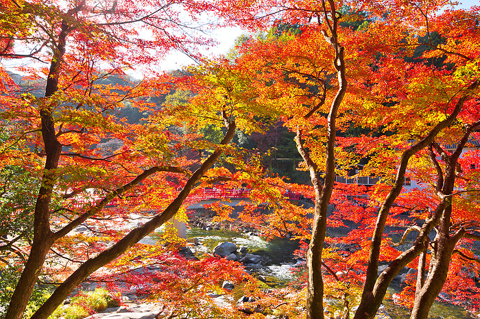 Korankei Autumn Leaves and Waitsukibashi Bridge Aichi Pref.
