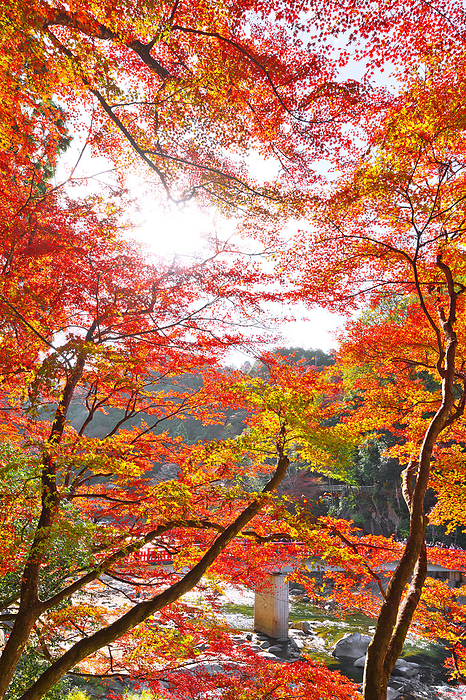 Korankei Autumn Leaves and Waitsukibashi Bridge Aichi Pref.