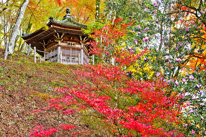 Korankei Autumn Leaves and Taishido Hall Aichi Pref.