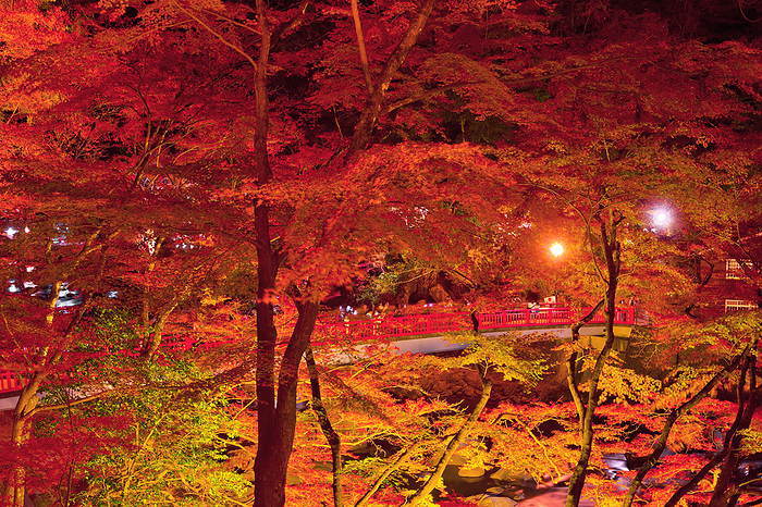 Night View Autumn Leaves and Waitsukibashi Bridge Aichi Pref.