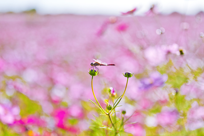 Dragonfly and cosmos field, Saitama Prefecture