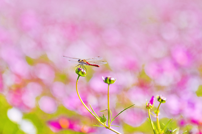 Dragonfly and cosmos field, Saitama Prefecture
